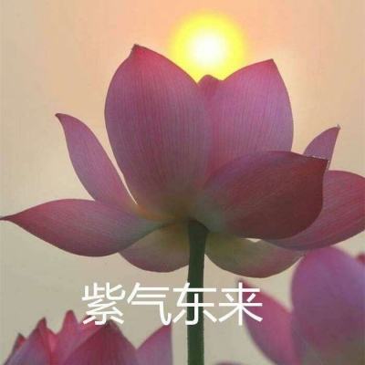 生死格斗5无限小米版下载